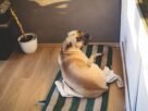 A dor da separação: o que está por trás da ansiedade em cães