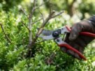 A época da poda muda conforme a planta floresce em ramos novos ou antigos, e cortar na hora errada pode eliminar a próxima floração