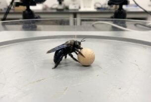 Abelhas desviaram do caminho da comida para rolar pequenas bolas de madeira: um experimento com 45 indivíduos encontrou sinais de brincadeira em insetos, mesmo sem recompensa alimentar