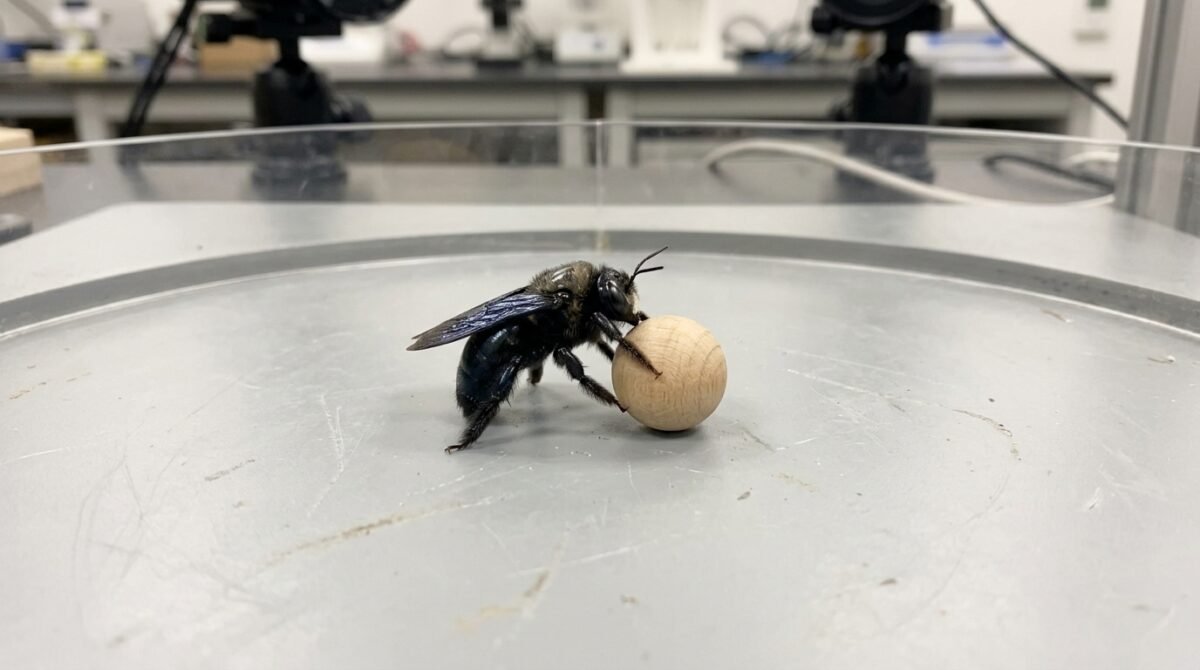 Abelhas desviaram do caminho da comida para rolar pequenas bolas de madeira: um experimento com 45 indivíduos encontrou sinais de brincadeira em insetos, mesmo sem recompensa alimentar