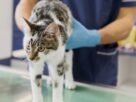 Acromegalia: além do diabetes, doença desafia a clínica felina