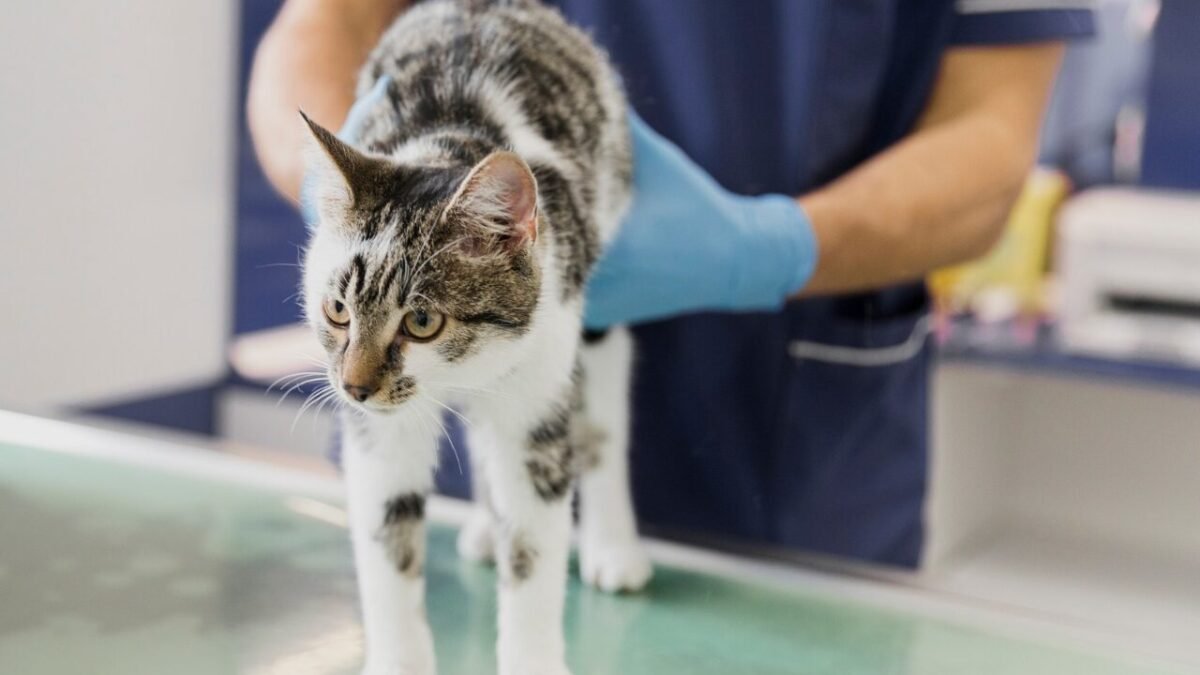 Acromegalia: além do diabetes, doença desafia a clínica felina
