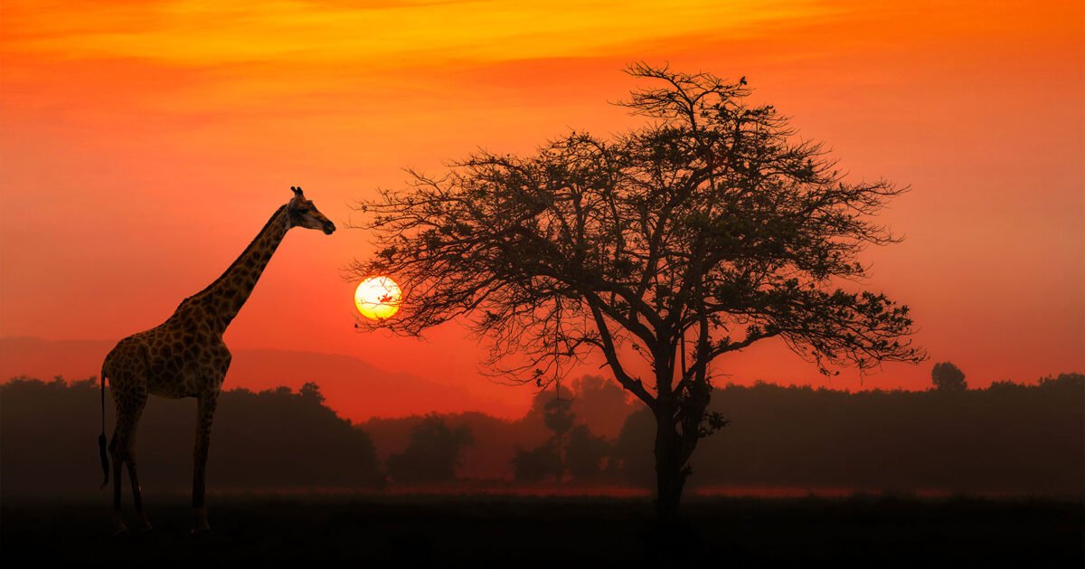 África do Sul com bons preços! Voos da Latam a partir de R$ 3.066 ida e volta para Joanesburgo ou Cidade do Cabo