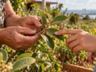 Agricultora aprende a reconhecer plantas do Cerrado com a mãe e as tias, transforma o conhecimento familiar em empreendimento e conquista prêmio em Brasília