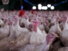 Agricultura confirma foco de doença de Newcastle em Santa Catarina