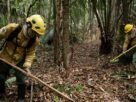 Amazônia tem menor desmatamento já registrado em quase 40 anos