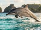 Ao amanhecer, grupos de golfinhos-rotadores entram em uma baía de Fernando de Noronha para descansar, mas ninguém pode descer até suas águas: o parque nacional marinho onde visitantes observam os animais do alto de um mirante.