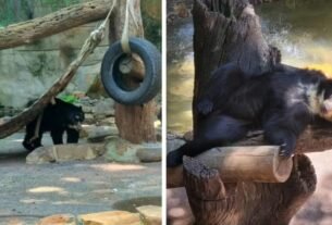 Após caso do elefante Sandro, MP aciona Justiça para tirar casal de ursos do Zoo de Sorocaba (SP)