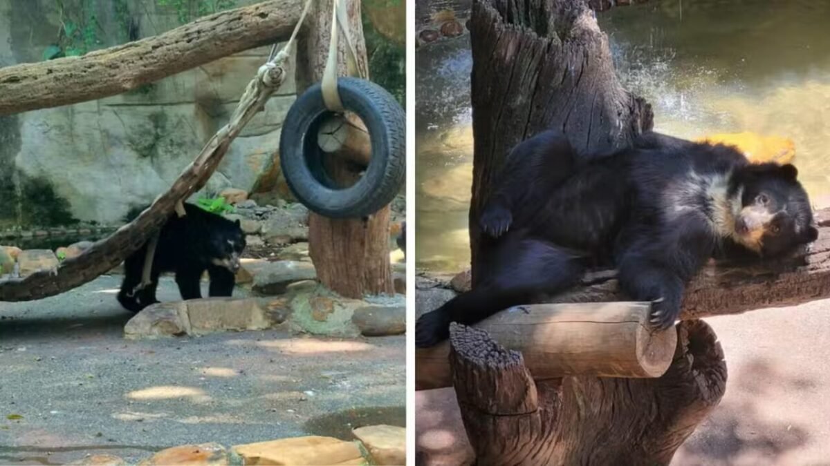 Após caso do elefante Sandro, MP aciona Justiça para tirar casal de ursos do Zoo de Sorocaba (SP)