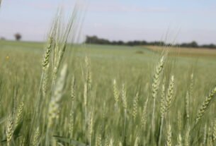 Após forte alta, preço do trigo recua no mercado internacional