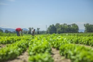 Área de propriedade rural pode ser fracionada para evitar penhora