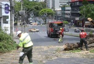 Árvore cai e interdita trânsito na Avenida do Contorno, em BH
