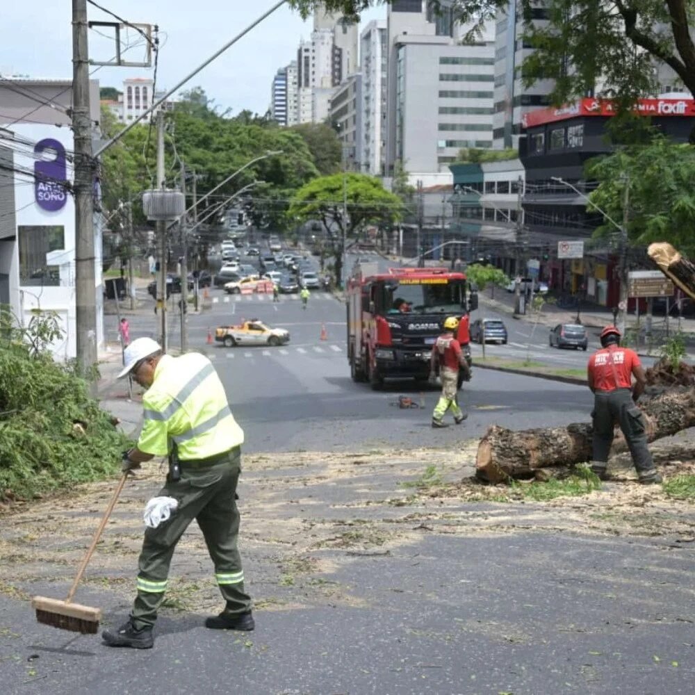 Árvore cai e interdita trânsito na Avenida do Contorno, em BH