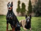 As 10 raças de Cachorro mais bravas e temidas do mundo