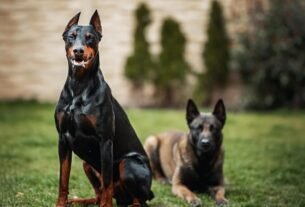 As 10 raças de Cachorro mais bravas e temidas do mundo
