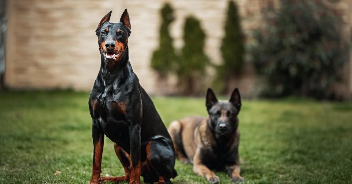 As 10 raças de Cachorro mais bravas e temidas do mundo