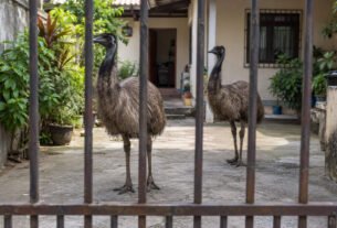 Ave australiana de quase dois metros aparece correndo entre carros num viaduto do Rio, polícia encontra outro exemplar dentro de uma casa e ambos são encaminhados para cuidados