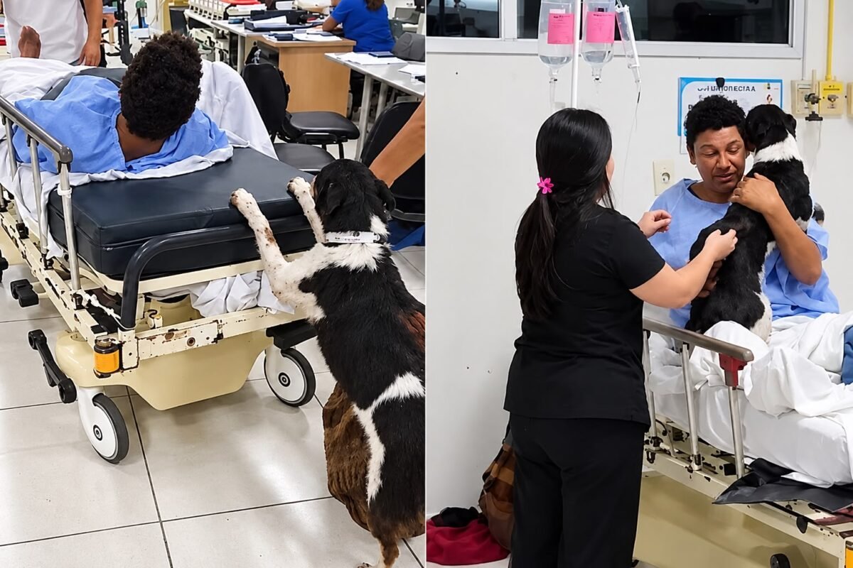 Cachorrinho tenta ajudar a empurrar maca de tutor ferido e emociona equipe de hospital; vídeo