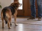 Cachorro abaixa a cabeça, esconde o rabo e faz cara de culpado depois de destruir alguma coisa, mas pesquisas indicam que o gesto pode ter outro significado