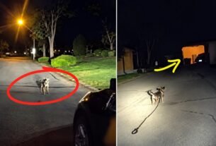 Cachorro para no meio da rua e leva policial até tutor caído há 3 horas; vídeo