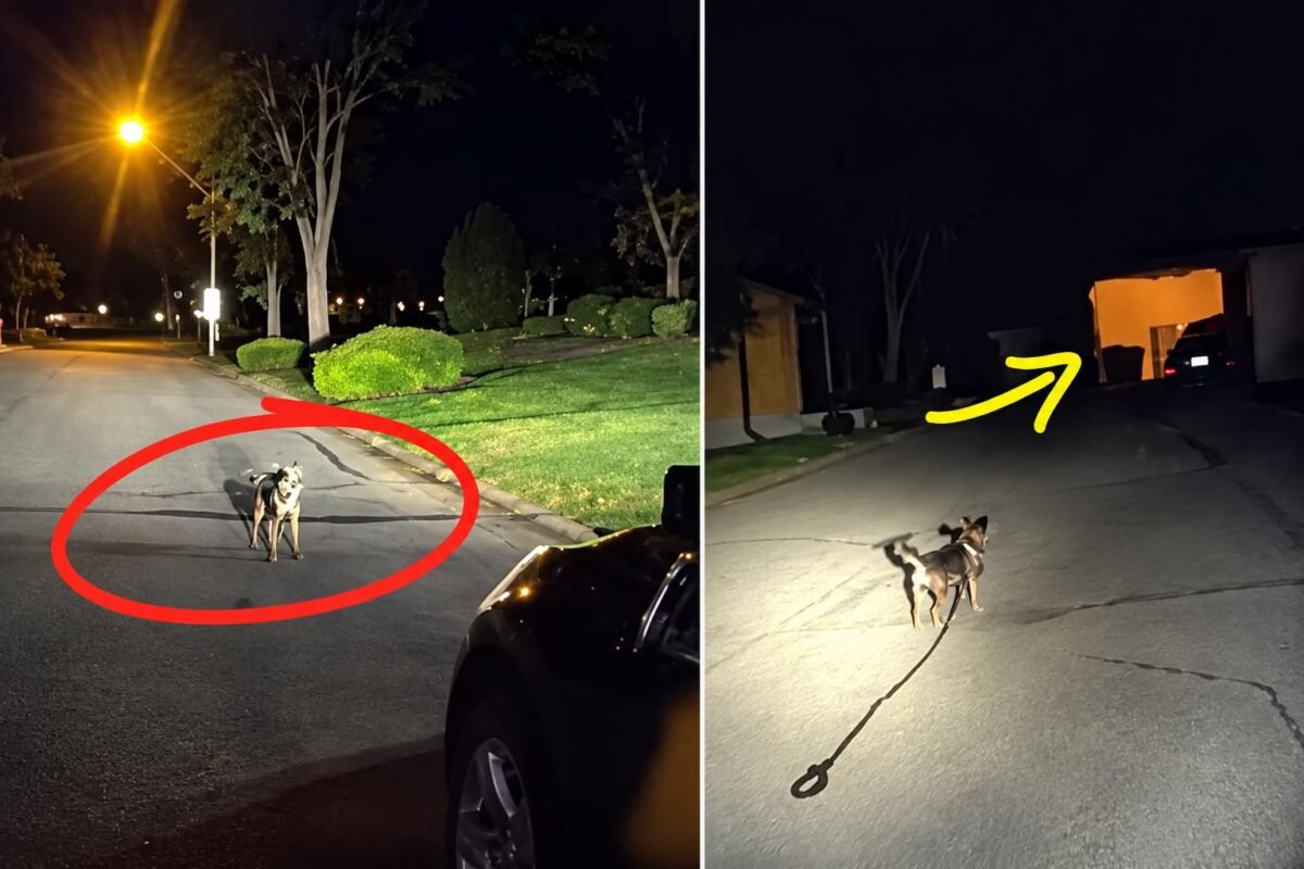 Cachorro para no meio da rua e leva policial até tutor caído há 3 horas; vídeo