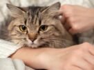 Can’t bear to say goodbye to your pet? Biotech’s got you covered.