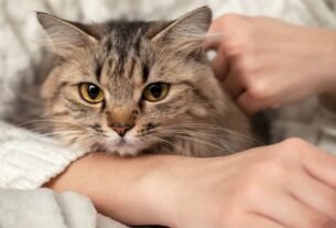 Can’t bear to say goodbye to your pet? Biotech’s got you covered.