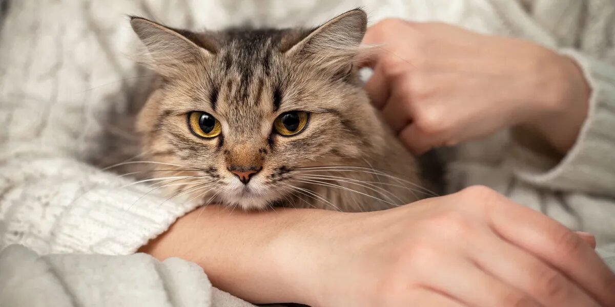 Can’t bear to say goodbye to your pet? Biotech’s got you covered.