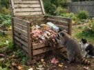 Carne, peixe e laticínios jogados na composteira doméstica podem transformar o adubo em um ponto de atração para animais e moscas