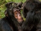 Chimpanzés roubam menos de amigos, diz estudo