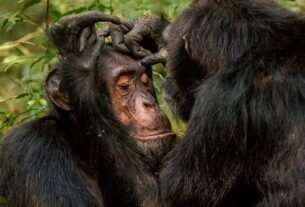 Chimpanzés roubam menos de amigos, diz estudo