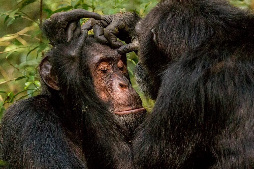 Chimpanzés roubam menos de amigos, diz estudo