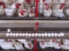 China suspende importações de carne de aves de SC após Newcastle; México barra país