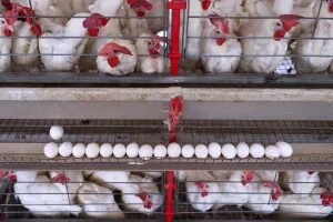 China suspende importações de carne de aves de SC após Newcastle; México barra país