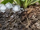 Colocar gelo no vaso de uma planta parece prático, mas a temperatura e a distribuição da água podem prejudicar as raízes