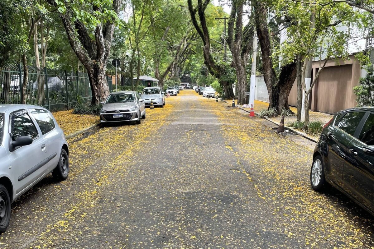 Com flores nas ruas, outubro é ótimo mês para correr