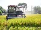 Commodities alimentícias vão subir em 2026 e 2027, diz Banco Mundial