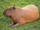 Como um dente de capivara reforça que o Atacama nem sempre foi um deserto