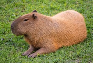 Como um dente de capivara reforça que o Atacama nem sempre foi um deserto