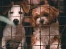 Creches e hotéis para cães: fiscalização sem lei é arrecadação