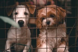 Creches e hotéis para cães: fiscalização sem lei é arrecadação