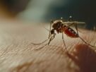 Dengue pode atingir pessoas vacinadas? Entenda por que isso acontece