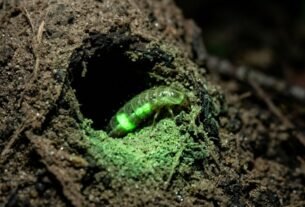 Depois das primeiras chuvas, pontos de luz esverdeada começam a brilhar nos cupinzeiros durante a noite: o parque de aproximadamente 133 mil hectares entre Goiás e Mato Grosso do Sul onde larvas de vaga-lumes produzem um fenômeno raro em meio ao Cerrado.
