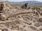 Eles reconstroem o ecossistema do Jurássico e descobrem que os filhotes de dinossauros gigantes eram o alimento preferido de grandes predadores