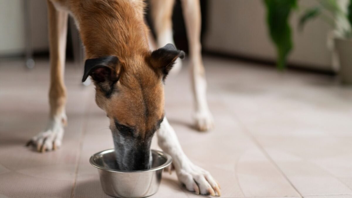 Emagrecimento com estratégia: o papel dos alimentos coadjuvantes para obesidade