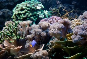 Faculdade de Oceanografia: como é estudar o oceano na graduação?