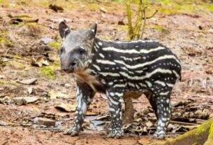Filhote de anta nasce no Simba Safari e reforça ações de conservação em SP