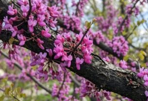 Flores rosadas e folhas em formato de coração que mudam de cor ao longo do ano: conheça a Cercis canadensis, árvore norte-americana cuja beleza vai além da floração