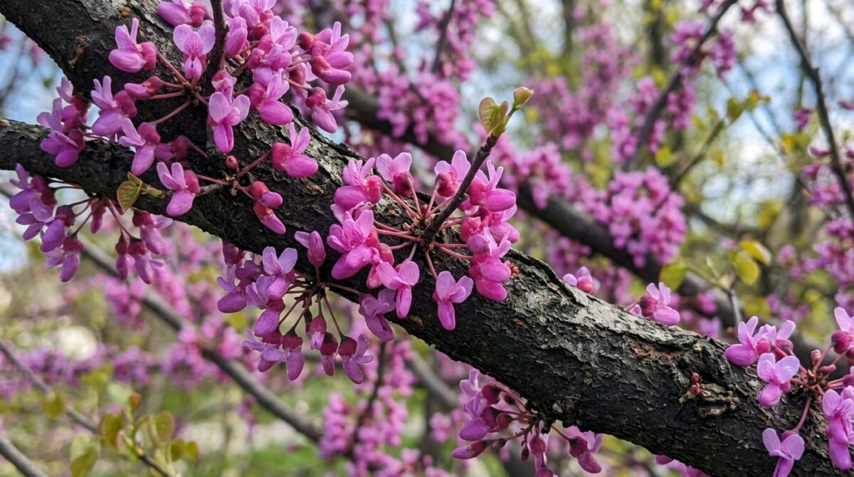 Flores rosadas e folhas em formato de coração que mudam de cor ao longo do ano: conheça a Cercis canadensis, árvore norte-americana cuja beleza vai além da floração