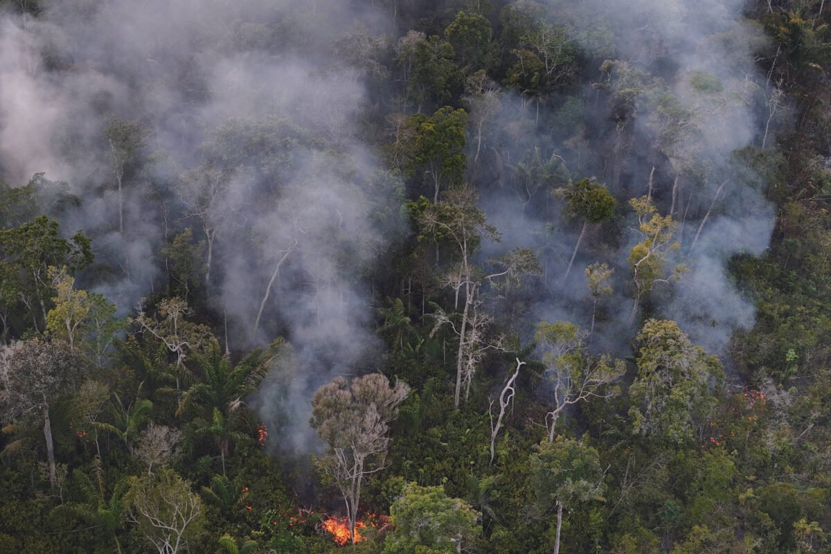 Fogo e desmatamento transformam amazônia em fonte de carbono para a atmosfera